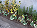 TDC前面　植栽リニューアル